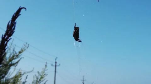 A large spider in the web is waiting for its victim Stock Footage 162612354