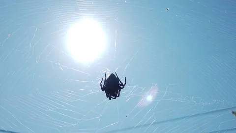 A large spider in the web is waiting for its victim 動画素材 162612512