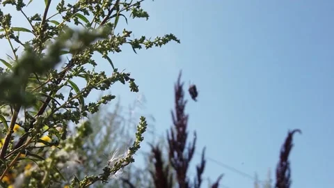 A large spider in the web is waiting for its victim Stock Footage 162612628