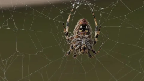 Large spider in a web waiting for prey Stock-Footage 292010249