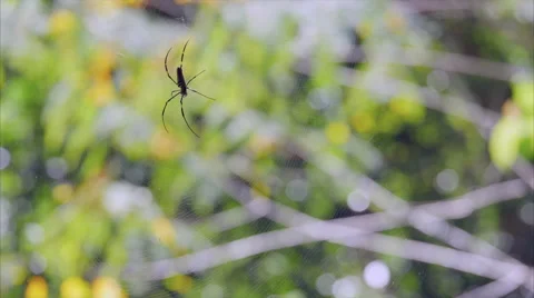 Large spider in web in wild jungle Stock Footage 58401685