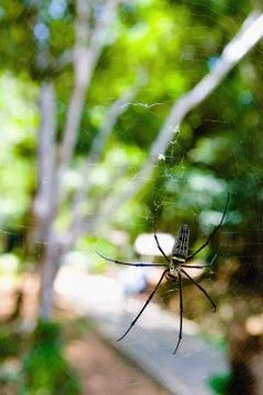 A large spider without one paw in the natural habitat. Stock Photos