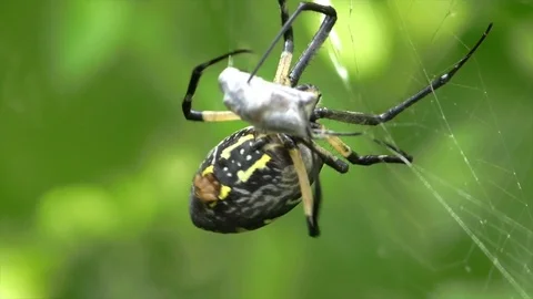 Large Spider wrapping a cricket in web view facing camera Stock Footage 118708687
