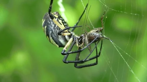 Large spider wrapping a cricket in web closeup view Stock Footage 118708688