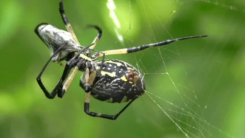 Large Spider wrapping a cricket in web walking up Stock Footage 118708710