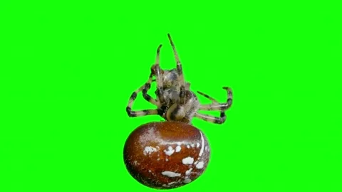 Large spider wrapping its prey on a green screen background 스톡 동영상 337520014