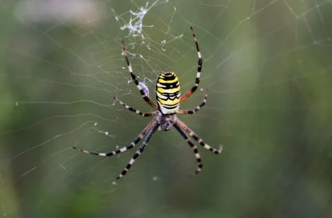 A large spider, yellow Stock Photos