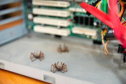 Large spiders on the computer's Stock Photos