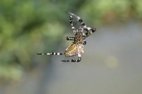 Large spiders hanging from the threads Stock Photos