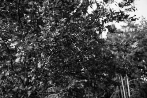 A large spider's web in the woods Stock Photos