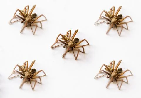 Large spiders on a white background. Stock Photos