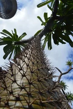 Large spiked tree Stock-Fotos