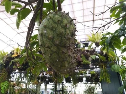 A large, spiky soursop fruit hangs from a tree branch in a greenhouse. Stock Photos
