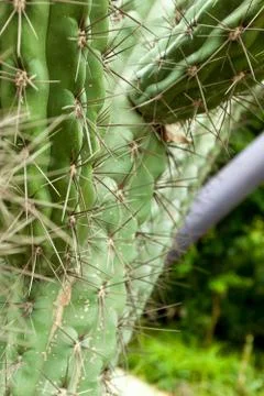 Large spines of cactus Stock Photos