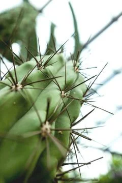 Large spines of cactus Stock Photos