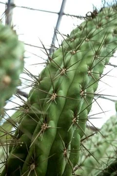 Large spines of cactus Stock Photos