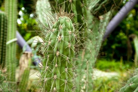 Large spines of cactus Foto stock