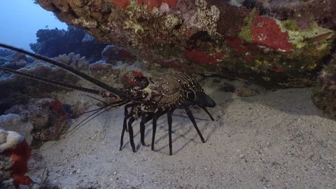 Large Spiny Lobster Stock Footage 74812363