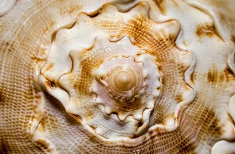 Large spiral sea shell close-up abstract texture macro large orange stripe... Foto stock