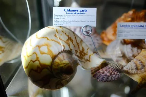 Large Spiral Seashell with Pattern on Glass Exhibition Shelf Stock Photos