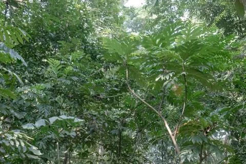 Large Split Tropical Leaves in the Lush Forest Understory Stock Photos