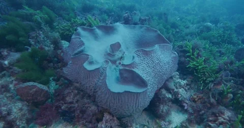 Large Sponge In Temperate Waters, Strong Current 스톡 동영상 331750829