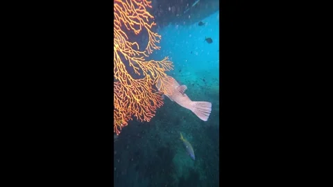 Large spotted barramundi cod swimming near a vibrant orange sea fan in deep blue 스톡 동영상 331341628