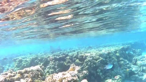 Large Spotted Eagle Ray Swimming Over Coral Reef and Sandy Bottom in the Red Sea Stock Footage 339632122