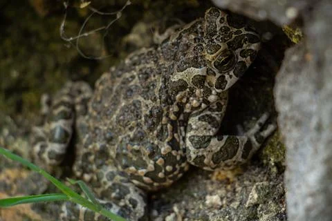 Large spotted frog in the backyard yard Stock Photos