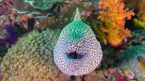 Large spotted Leopard or Honeycomb moray eel, underwater at the bottom of sea Stock Footage 334846692