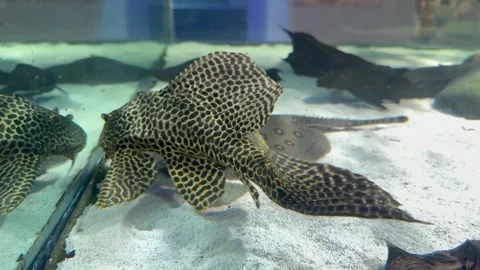 Large spotted leopard pleco Pterygoplichthys gibbiceps with armored body crawls Stock Footage 334321729