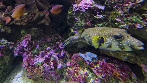 A large spotted puffer fish Stock Footage 269553218