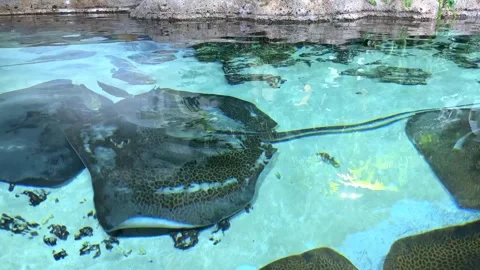 Large spotted stingrays glide through clear turquoise water in an aquarium Stock Footage 338179088