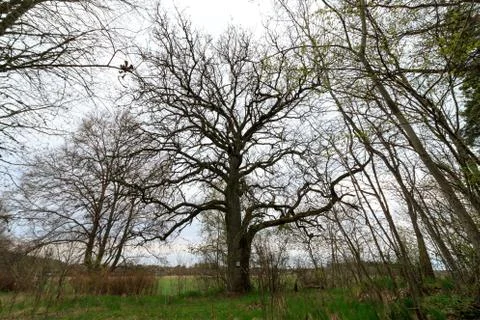 Large sprawling oak on the edge of the field Stock Photos