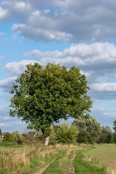 Large spreading green deciduous tree standing tall along road Stock Photos