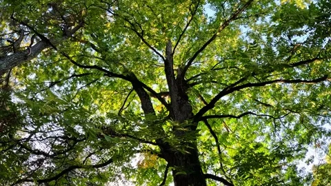 Large spreading green oak tree in the forest, shooting from bottom to top Video stock 263815330