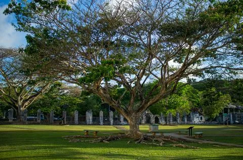 A large spreading green tree in a clearing 库存照片