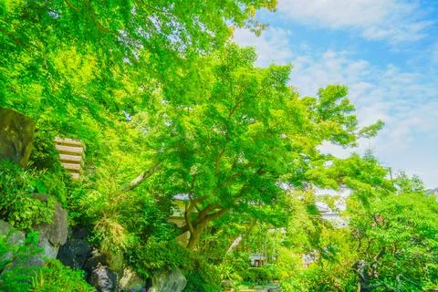 A large, spreading green tree Stock Photos