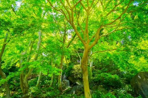A large, spreading green tree Stock Photos