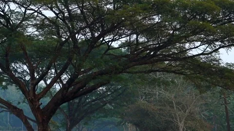Large spreading tree canopy in rural landscape of Assam, India Stock Footage 326988181