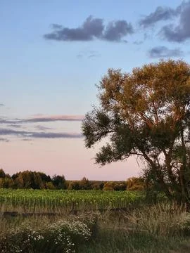 Large spreading tree on field border under pink evening sky Stock Photos