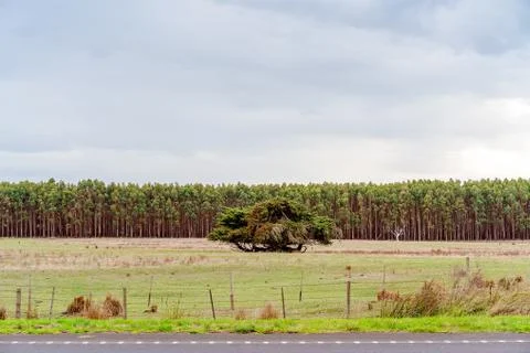 Large Spreading Tree In Front Of A Roadside Forest Stock Photos