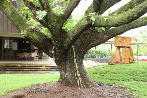 A large, spreading tree with green moss on thick branches Stock Photos