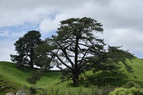 Large Spreading Tree Rolling Green Hillside Landscape Stock-Fotos