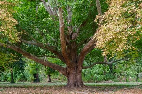 Large spreading tree with wide trunk and autumn foliage blending green and .. Stock Photos
