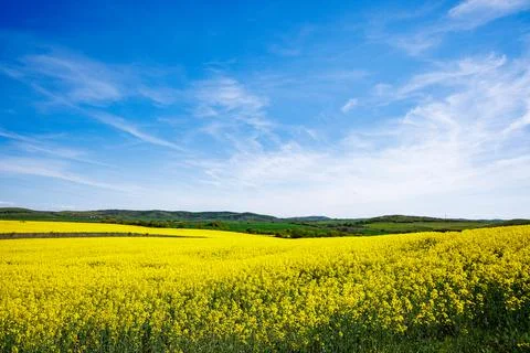 Large spring flowering meadows with bright yellow small plants in a mountain  Foto stock