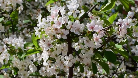 Large spring white-pink inflorescences of cherry Cerasus shpanka Stock Footage 89039067