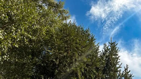 A large spruce against the sky. Through the branches you can see the rays of the Foto stock