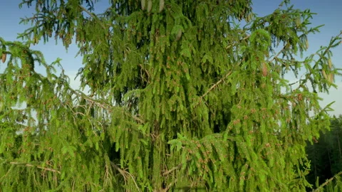 Large spruce in the forest. Clean ecology concept. Video stock 157494342