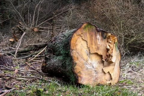 A large spruce tree trunk lying in the forest. Felling of trees in the iglass Stock Photos